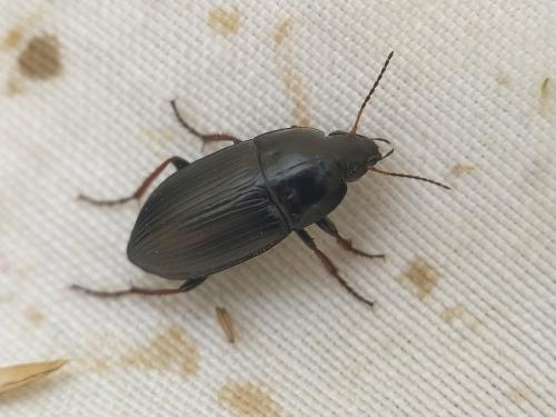 Réf. 358 841 : Amara sp.