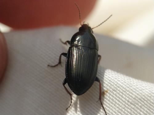 Réf. 358 842 : Amara sp.