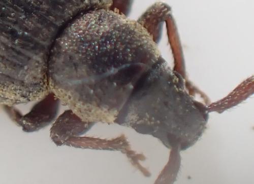 Cathormiocerus sp.