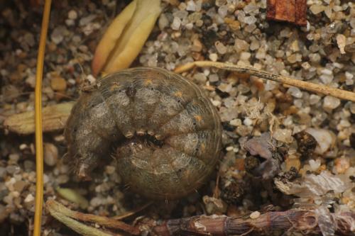 Réf. 358 606 : Hoplodrina ambigua