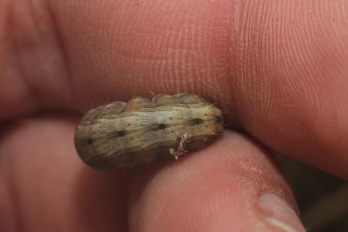 Réf. 358 607 : Hoplodrina ambigua