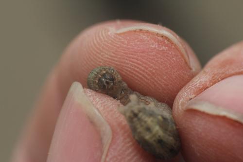 Réf. 358 608 : Hoplodrina ambigua