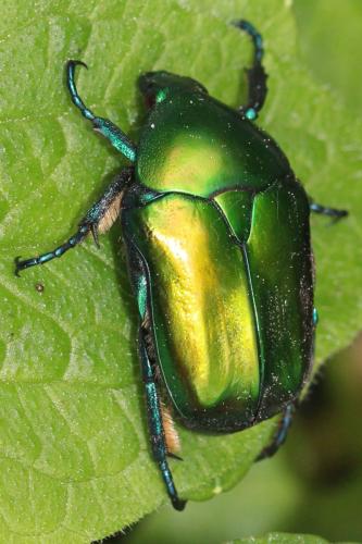 Eupotosia affinis