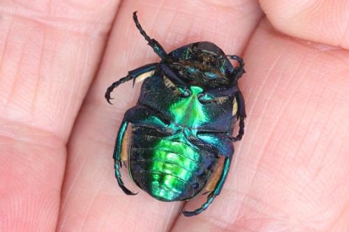 Eupotosia affinis