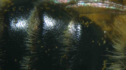Andrena (granulosa-vulpecula)