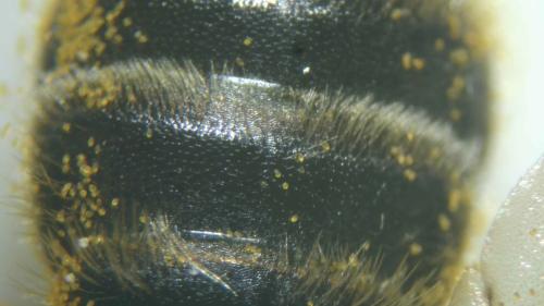 Andrena (granulosa-vulpecula)