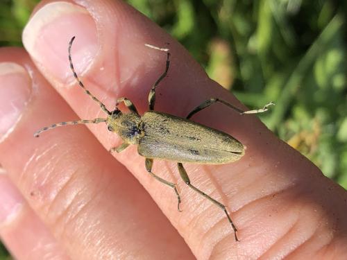 Lepturobosca virens