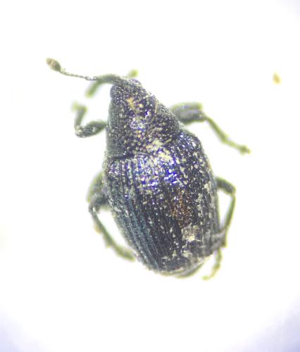 Réf. 358 649 : Ceutorhynchus sp.