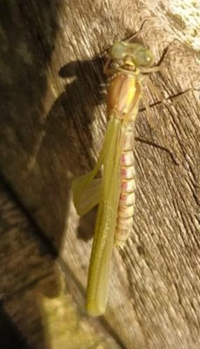 Réf. 358 535 : Pyrrhosoma nymphula