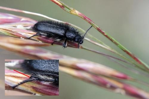 Enicopus sp.