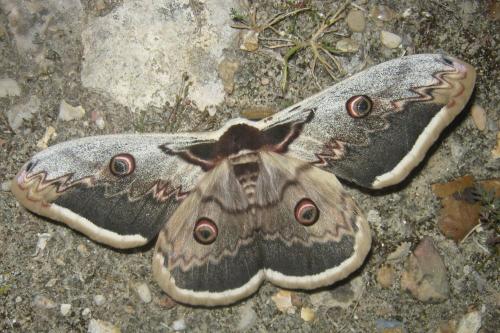 Réf. 358 685 : Saturnia pyri
