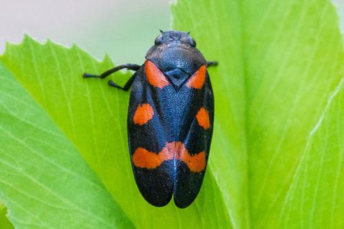 Réf. 358 980 : Cercopis sanguinolenta