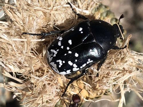 Réf. 358 989 : Potosia funebris