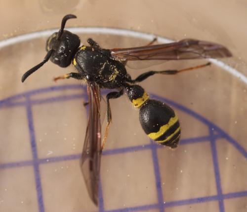 Discoelius dufourii
