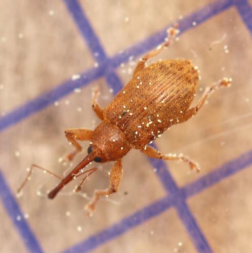 Réf. 358 349 : Dorytomus filirostris