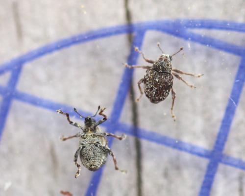 Réf. 358 878 : Neophytobius quadrinodosus