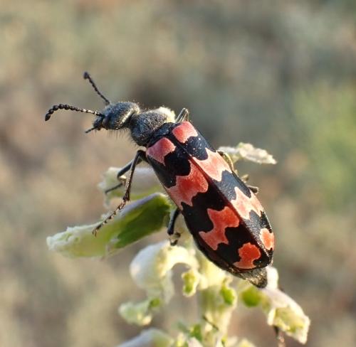 Mylabris coerulescens