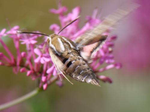 Hyles livornica