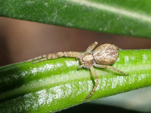 Réf. 358 353 : Philodromus dispar