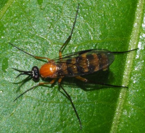 Réf. 358 731 : Olbiogaster sp.