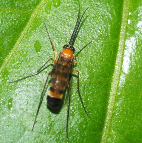 Réf. 358 730 : Olbiogaster sp.