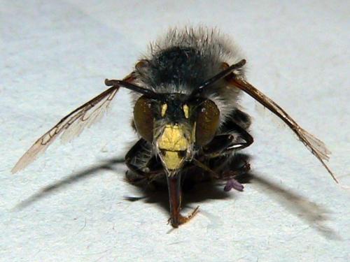 Anthophora crinipes
