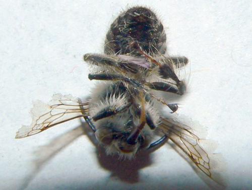 Anthophora crinipes