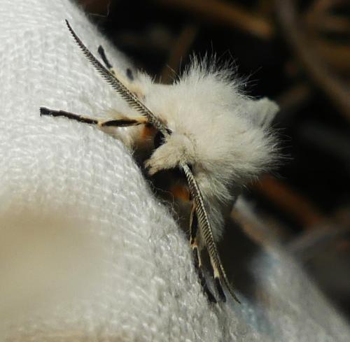 Réf. 358 524 : Spilosoma lubricipeda