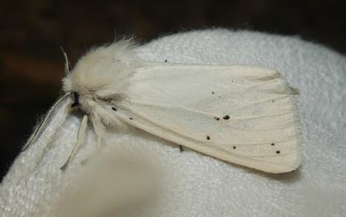 Réf. 358 518 : Spilosoma lubricipeda