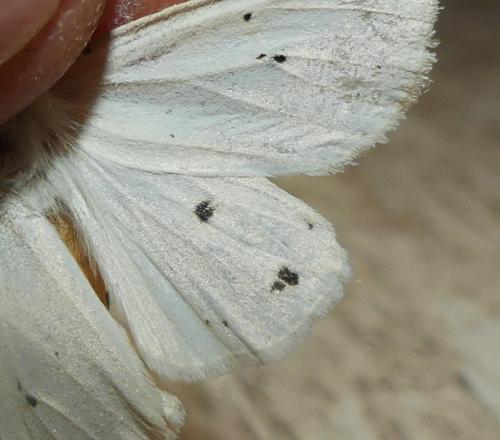 Réf. 358 521 : Spilosoma lubricipeda