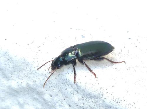 Harpalus sp.