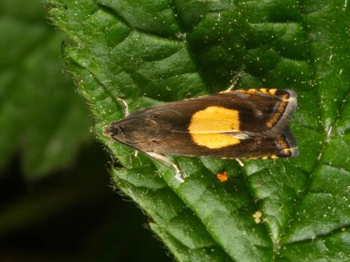 Pammene regiana