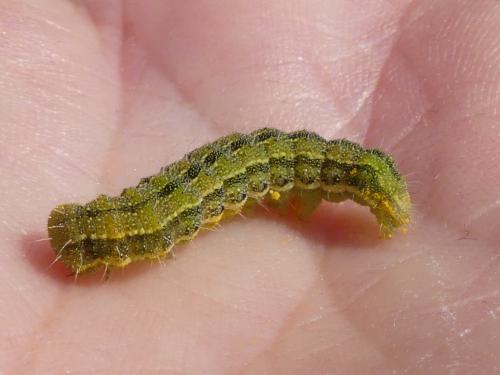 Heliothis peltigera