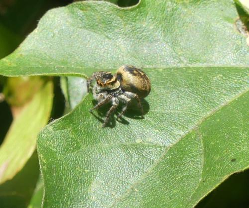Carrhotus xanthogramma