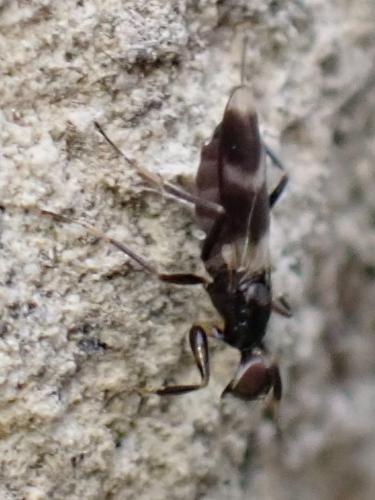 Tachydromia sp.