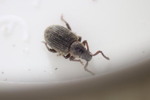 Cathormiocerus sp.
