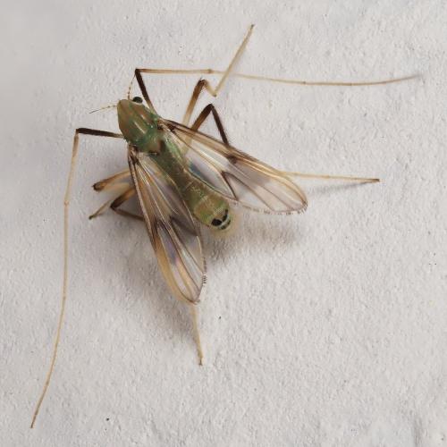 Stenochironomus gibbus
