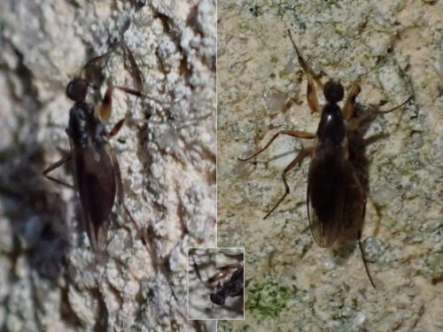 Réf. 358 156 : Tachypeza nubila