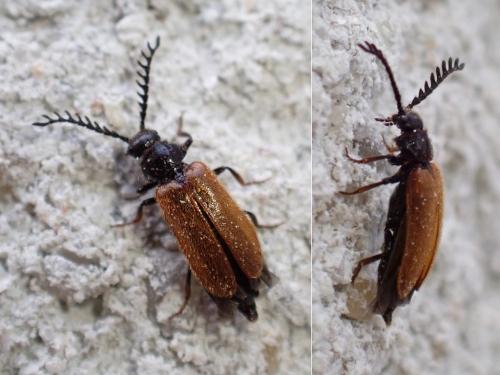 Drilus flavescens