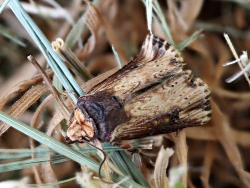 Axylia putris