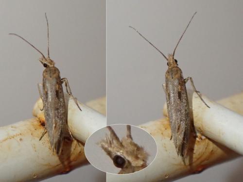 Plutella xylostella