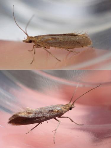 Plutella xylostella