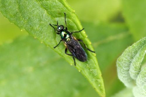 Réf. 358 469 : Actina chalybea