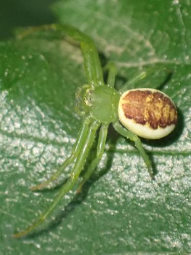 Diaea dorsata