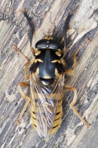 Réf. 358 447 : Temnostoma vespiforme