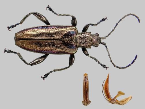 Réf. 358 475 : Donacia marginata