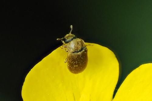 Réf. 358 762 : Byturus ochraceus