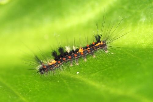 Orgyia antiqua