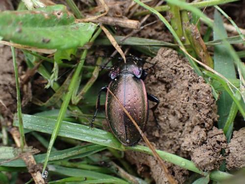 Carabus nemoralis