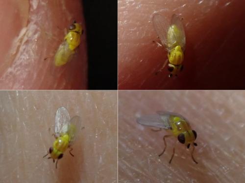 Chloropinae